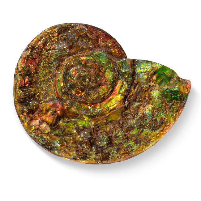Ammonite 斑彩螺